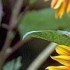 Helianthus annuus 'Autumn Beauty', flowers