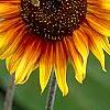 Helianthus annuus 'Autumn Beauty', flowers