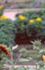 Helianthus annuus 'Floristan', habit