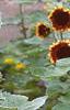 Helianthus annuus 'Floristan', habit