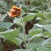Helianthus annuus 'Floristan', habit