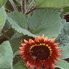 Helianthus annuus 'Floristan', habit