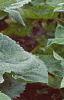 Helianthus annuus 'Floristan', habit