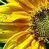 Helianthus annuus 'Music Box Mix', flowers