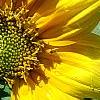Helianthus annuus 'Music Box Mix', flowers