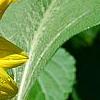 Helianthus annuus 'Music Box Mix', flowers