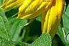 Helianthus annuus 'Music Box Mix', flowers