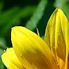 Helianthus annuus 'Music Box Mix', flowers