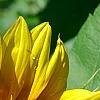 Helianthus annuus 'Music Box Mix', flowers