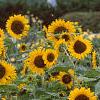Helianthus annuus 'Prado Gold', habit