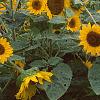 Helianthus annuus 'Prado Gold', habit