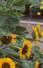 Helianthus annuus 'Prado Gold', habit