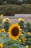 Helianthus annuus 'Prado Gold', habit