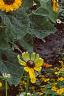 Helianthus annuus 'Prado Gold', habit