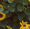 Helianthus annuus 'Prado Gold', habit