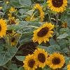 Helianthus annuus 'Prado Gold', habit