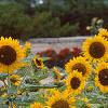 Helianthus annuus 'Prado Gold', habit