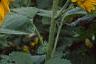 Helianthus annuus 'Prado Gold', flowers