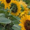 Helianthus annuus 'Prado Gold', flowers