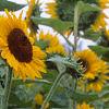 Helianthus annuus 'Prado Gold', flowers