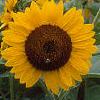 Helianthus annuus 'Prado Gold', flowers