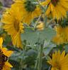 Helianthus annuus 'Prado Gold', flowers