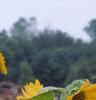 Helianthus annuus 'Prado Gold', flowers