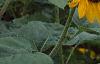 Helianthus annuus 'Prado Gold', flowers