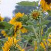 Helianthus annuus 'Prado Gold', flowers