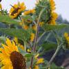 Helianthus annuus 'Prado Gold', flowers