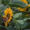 Helianthus annuus 'Prado Gold', flowers