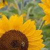 Helianthus annuus 'Prado Gold', flowers