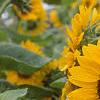 Helianthus annuus 'Prado Gold', flowers