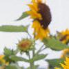 Helianthus annuus 'Prado Gold', flowers