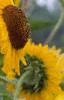 Helianthus annuus 'Prado Gold', flowers
