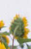 Helianthus annuus 'Prado Gold', flowers