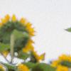 Helianthus annuus 'Prado Gold', flowers