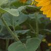 Helianthus annuus 'Prado Gold', flowers