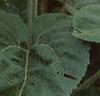 Helianthus annuus 'Prado Gold', flowers
