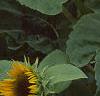 Helianthus annuus 'Prado Gold', flowers