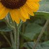 Helianthus annuus 'Prado Gold', flowers