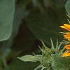 Helianthus annuus 'Ring of Fire', habit