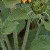 Helianthus annuus 'Ring of Fire', habit