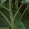 Helianthus annuus 'Ring of Fire', habit
