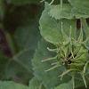 Helianthus annuus 'Ring of Fire', habit