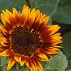 Helianthus annuus 'Ring of Fire', habit