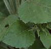 Helianthus annuus 'Ring of Fire', habit