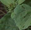 Helianthus annuus 'Ring of Fire', habit