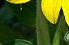 Helianthus annuus 'Sunspot', flowers
