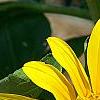 Helianthus annuus 'Sunspot', flowers